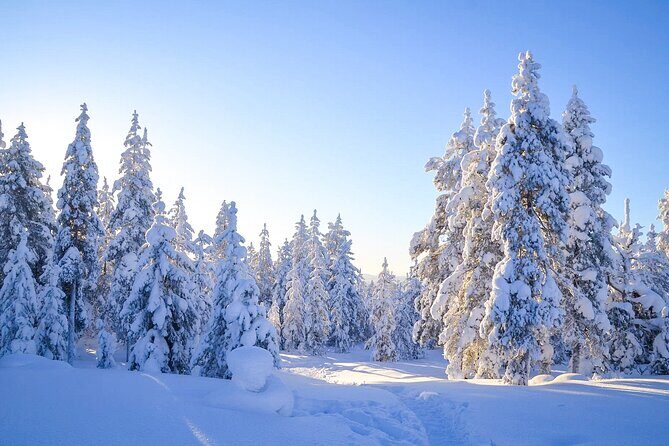 1-Hour Snowmobile Safari Adventure in Rovaniemi - Why This Tour Offers Good Value