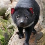 1-Hour Tasmanian Devil Feeding Day Tour at Cradle Mountain - Key Points