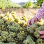 1 Hour Wine tasting at Ross Hill Wines in Orange NSW - Practical Details and Tips