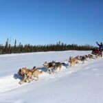1-hr. Dog Sledding Tour in Fairbanks (without transportation) - Who Should Consider This Tour?
