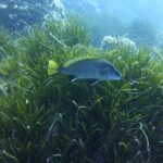 1 single dive in the Capo Carbonara marine protected area. For patented. - A Detailed Look at the Capo Carbonara Dive Experience