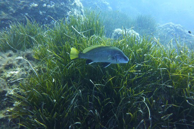1 single dive in the Capo Carbonara marine protected area. For patented. - A Detailed Look at the Capo Carbonara Dive Experience