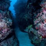 1 Tank Dive for certified divers - Final Thoughts: Is It Worth It?