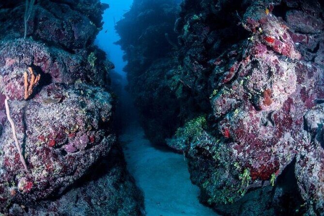 1 Tank Dive for certified divers - Final Thoughts: Is It Worth It?