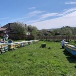 10 hours Private Apiary Tour in Romania - From Bucharest - FAQ