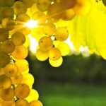 11 Course Lunch with Cooking Mastery and Wine Tasting in Rhodes - Final Thoughts