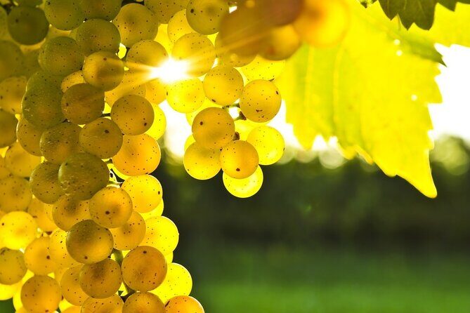 11 Course Lunch with Cooking Mastery and Wine Tasting in Rhodes - Final Thoughts
