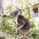 14-Day Sydney to Cairns, Fraser, Whitsundays Comfort Tour - What This Tour Means for You