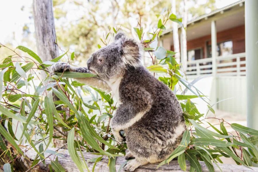 14-Day Sydney to Cairns, Fraser, Whitsundays Comfort Tour - What This Tour Means for You