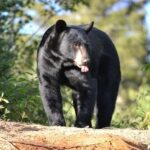 15 min. Tadoussac : Black Bear Observation with Expert Guide - A Detailed Look at the Experience