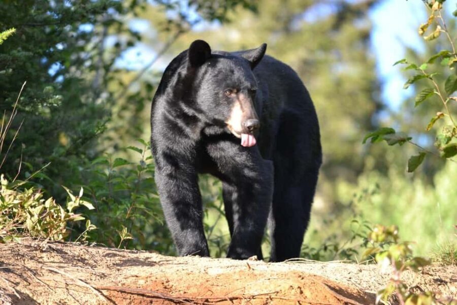15 min. Tadoussac : Black Bear Observation with Expert Guide - A Detailed Look at the Experience