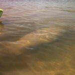 2.5 Hour Kayaking with Manatee and History Tour in Tarpon Springs - Authentic Reviews and Insights