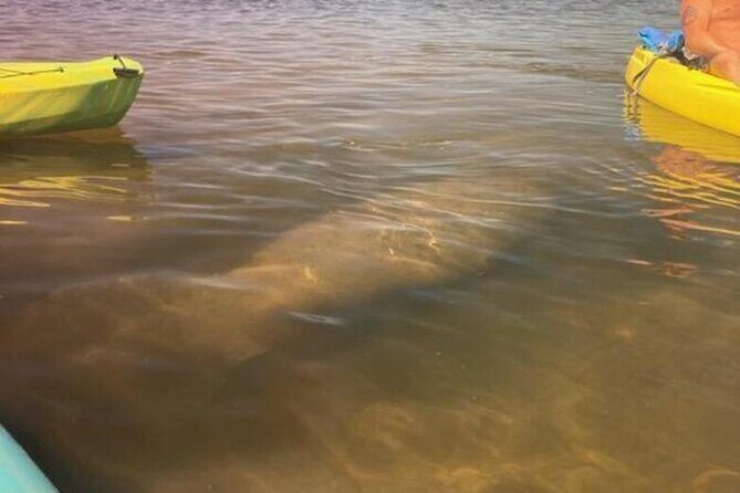 2.5 Hour Kayaking with Manatee and History Tour in Tarpon Springs - Authentic Reviews and Insights