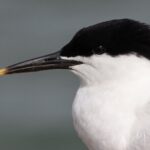 2.5 Hours SightSeeing Tour in Beaulieu River - Who Will Love This Tour?