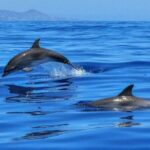 2.5 Hours Sunset Boat Tour in Search of Dolphins - Who Should Consider This Tour?