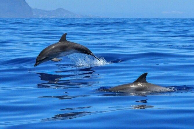 2.5 Hours Sunset Boat Tour in Search of Dolphins - Who Should Consider This Tour?
