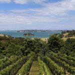 2.5 Hours Wine Tour in Waiheke Island for Cruise Ship Travelers - What Makes This Tour Stand Out