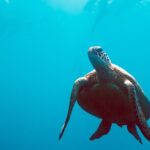 2 Day & 2 Night Whitsundays Sailing Adventure on Broomstick - Practical Details & Considerations