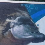 2 Day Great Ocean Road Tour and Platypus paddle - Authentic Experiences and Practical Details