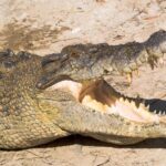 2-Day Paronella Park & Tablelands Tour+Cape Tribulation Tour - What Makes This Tour Stand Out