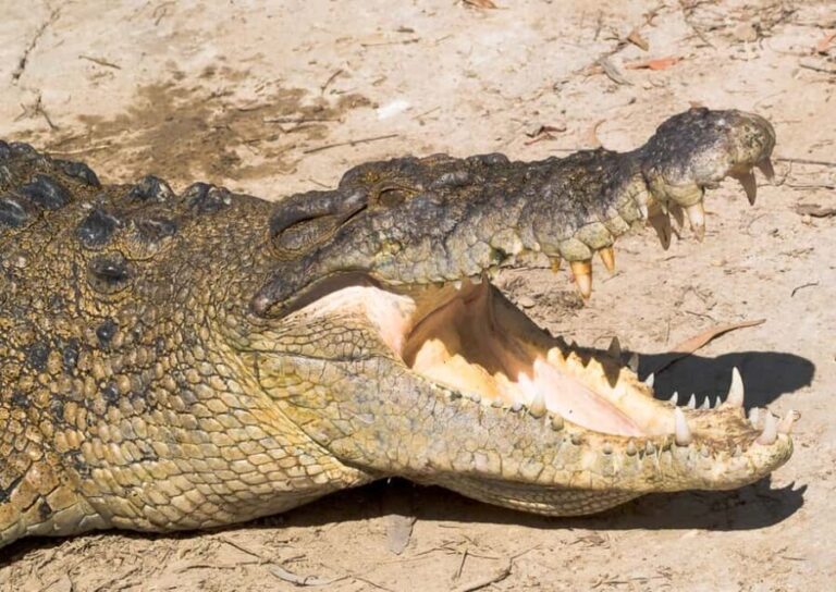 2-Day Paronella Park & Tablelands Tour+Cape Tribulation Tour - What Makes This Tour Stand Out