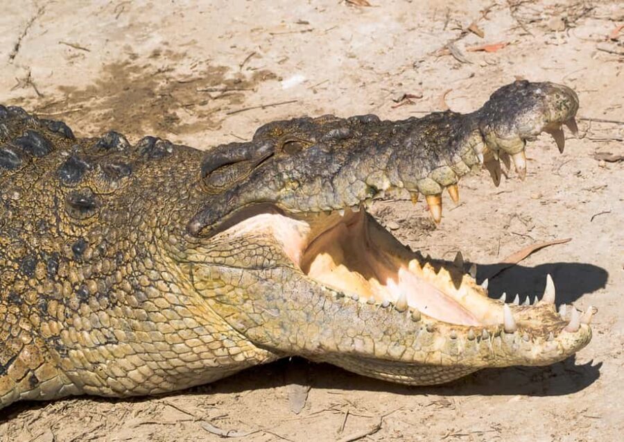 2-Day Paronella Park & Tablelands Tour+Cape Tribulation Tour - What Makes This Tour Stand Out
