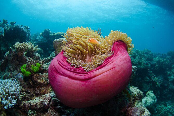 2-Day Snorkelling Experience - Great Barrier Reef Twin Share - The Sum Up: Who Should Sign Up?