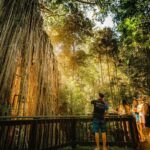2-Day Waterfall and Daintree Tour - Final Thoughts