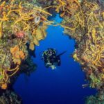 2 dives in Cozumel (for certified divers only) - The Sum Up
