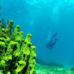 2 Dives Package - The Sum Up