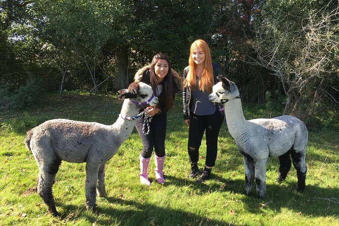 2-Hour Alpaca Farm Experience in Kenilworth - Practical Details and What to Expect