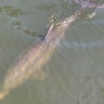 2 hour Dolphin Sightseeing Tour in Melbourne Florida - Who Would Enjoy This Tour?