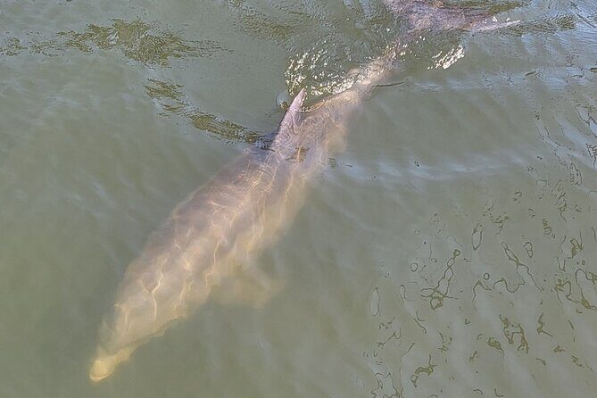 2 hour Dolphin Sightseeing Tour in Melbourne Florida - Who Would Enjoy This Tour?