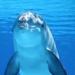 2-Hour Dolphin Sunset Tour from Giardini Naxos - FAQ