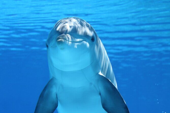 2-Hour Dolphin Sunset Tour from Giardini Naxos - FAQ