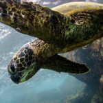 2-Hour Dolphin Watching and Double Reef with Snorkel in Hawaii - Why Travelers Love This Tour