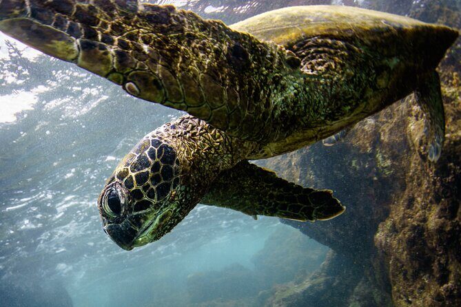 2-Hour Dolphin Watching and Double Reef with Snorkel in Hawaii - Why Travelers Love This Tour