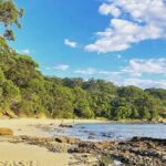 2-Hour Guided Walking Tour in Sydney Harbour National Park - Why This Tour is a Great Pick