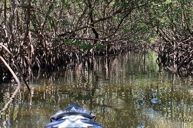 2- Hour Jungle Tour at Prehistoric Preserve Site in Fort Pierce - Who Would Love This Tour?
