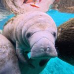 2 Hour Kayak Rental - An In-Depth Look at the 2-Hour Kayak Experience in Crystal River