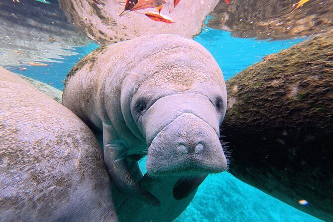 2 Hour Kayak Rental - An In-Depth Look at the 2-Hour Kayak Experience in Crystal River