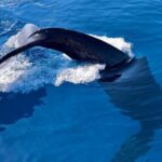 2 Hour Prime Time Maui Whale Watching - Frequently Asked Questions