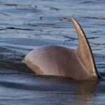 2-Hour Private Hilton Head Dolphin Watching Cruise - Why This Tour Excels: Authenticity & Value