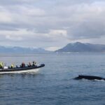 2-Hour RIB Boat Whale Watching Tour from Reykjavik - Price and Value