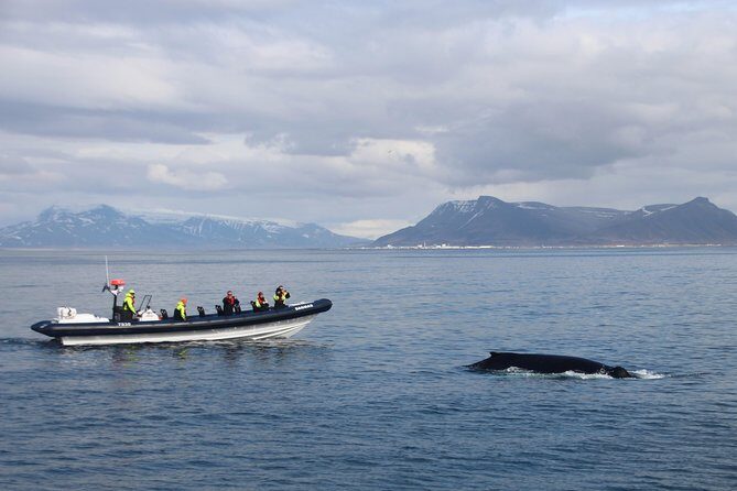 2-Hour RIB Boat Whale Watching Tour from Reykjavik - Price and Value