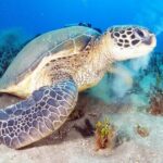 2-Hour Snorkeling Adventure in Kauai - Who Should Consider This Tour?
