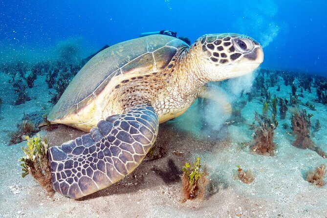 2-Hour Snorkeling Adventure in Kauai - Who Should Consider This Tour?