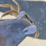 2 Hour Snorkeling and Dolphin Tour - The Practicalities: From Meeting to Ending