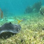 2 hour snorkeling in Arrecife de Puerto Morelos - Final Thoughts