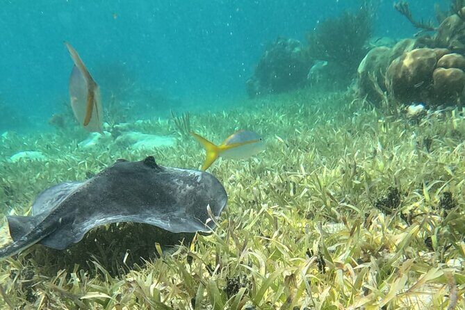 2 hour snorkeling in Arrecife de Puerto Morelos - Final Thoughts
